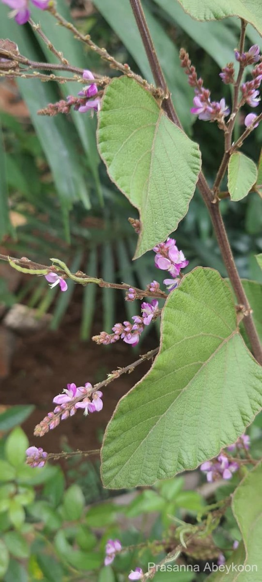 Polhillides velutina (Willd.) H.Ohashi & K.Ohashi